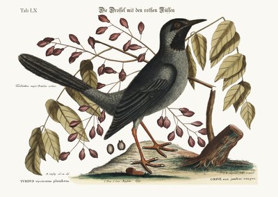 El zorzal de patas rojas, 1749-73 de Mark Catesby